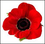 Click image for larger version

Name:	Perfect Red Poppy Flower Photos.jpg
Views:	630
Size:	52.9 KB
ID:	7370